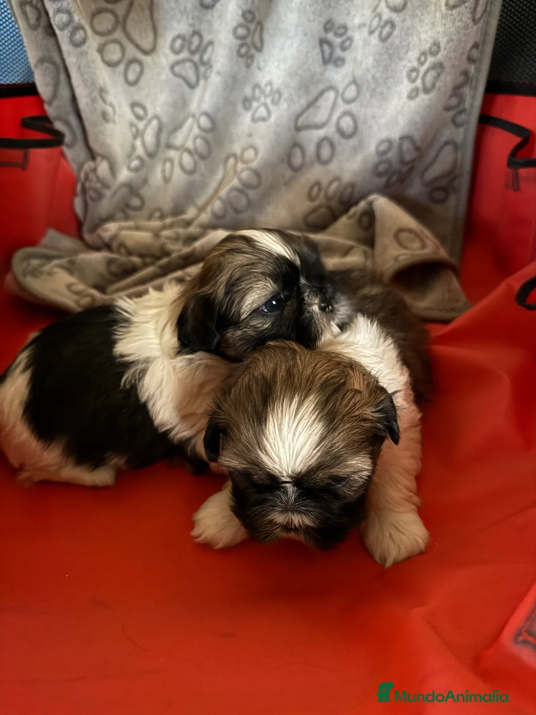 Shih Tzu perros en venta: Shihtzu  - Anuncio 5
