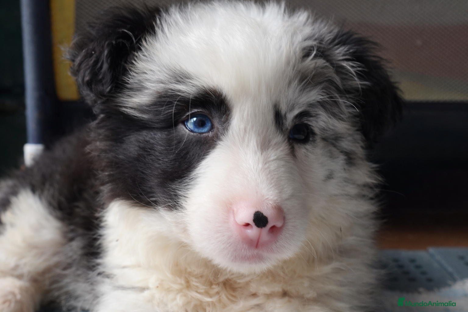 Border Collie perros Preciosa BORDER COLLIE MERLE  - Anuncio 2