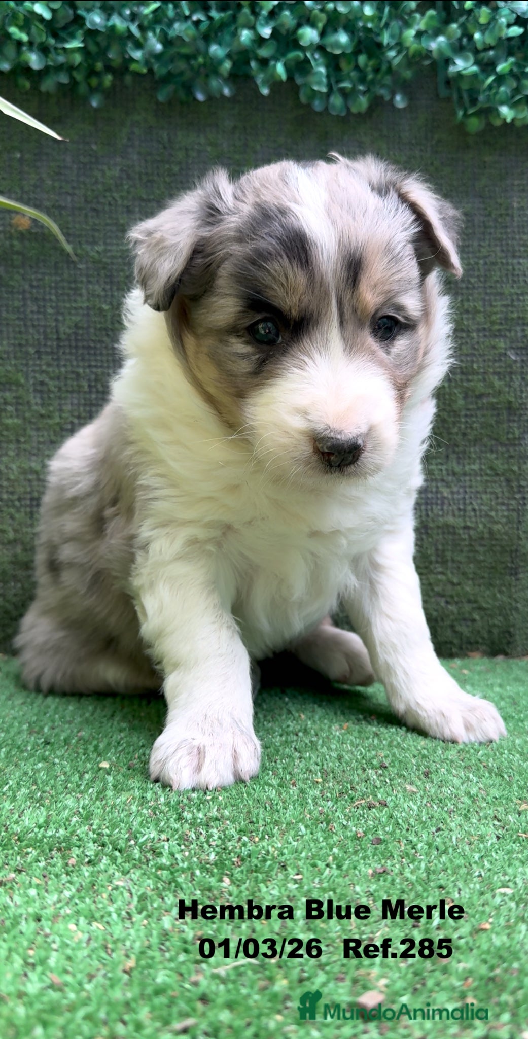 Border Collie perros Border Collie De Villa Biznaga - Anuncio 1