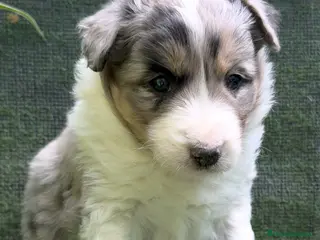 Border Collie perros Border Collie De Villa Biznaga - Anuncio 1