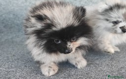 Pomerania perros en venta: POMERANIA MERLE - Anuncio 4