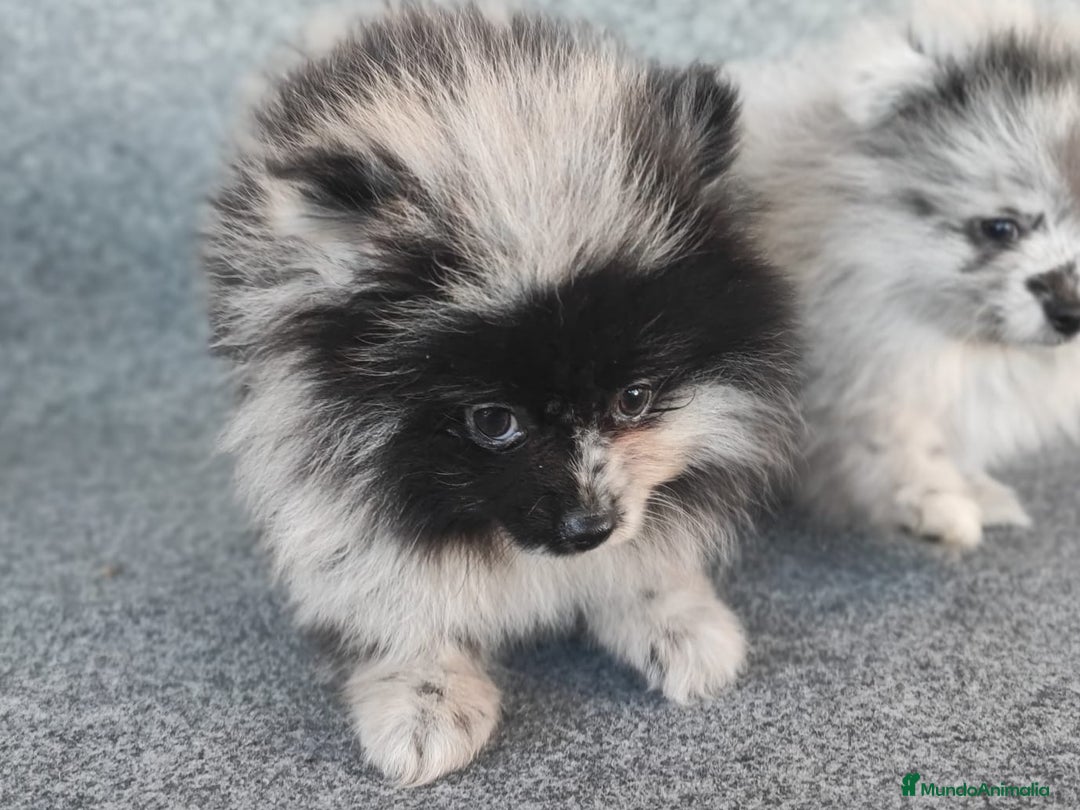 Pomerania perros en venta: POMERANIA MERLE - Anuncio 4