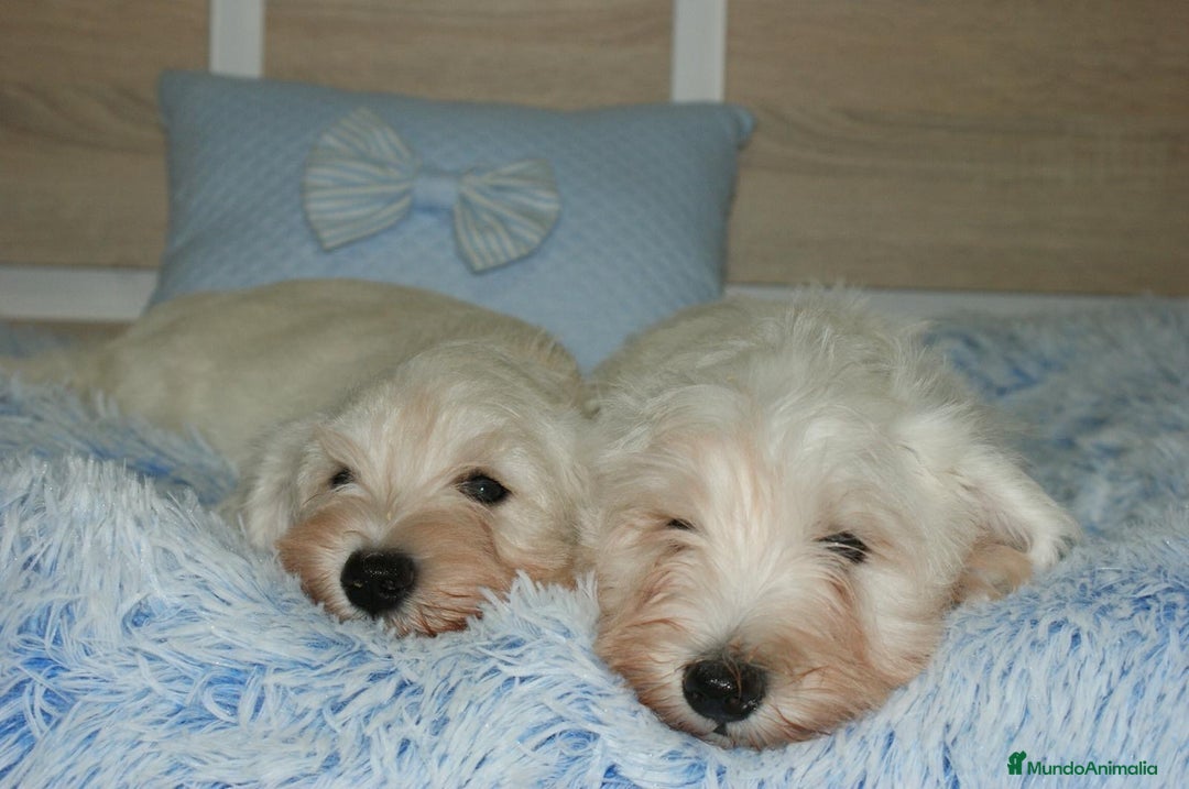 Pinscher Miniatura perros en venta: CACHORRITOS DE SCHNAUZER MINIATURA  - Imagen 18