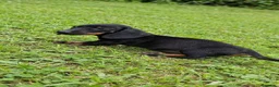 Teckel Miniatura perros en venta: Teckel Miniatura - Anuncio 6