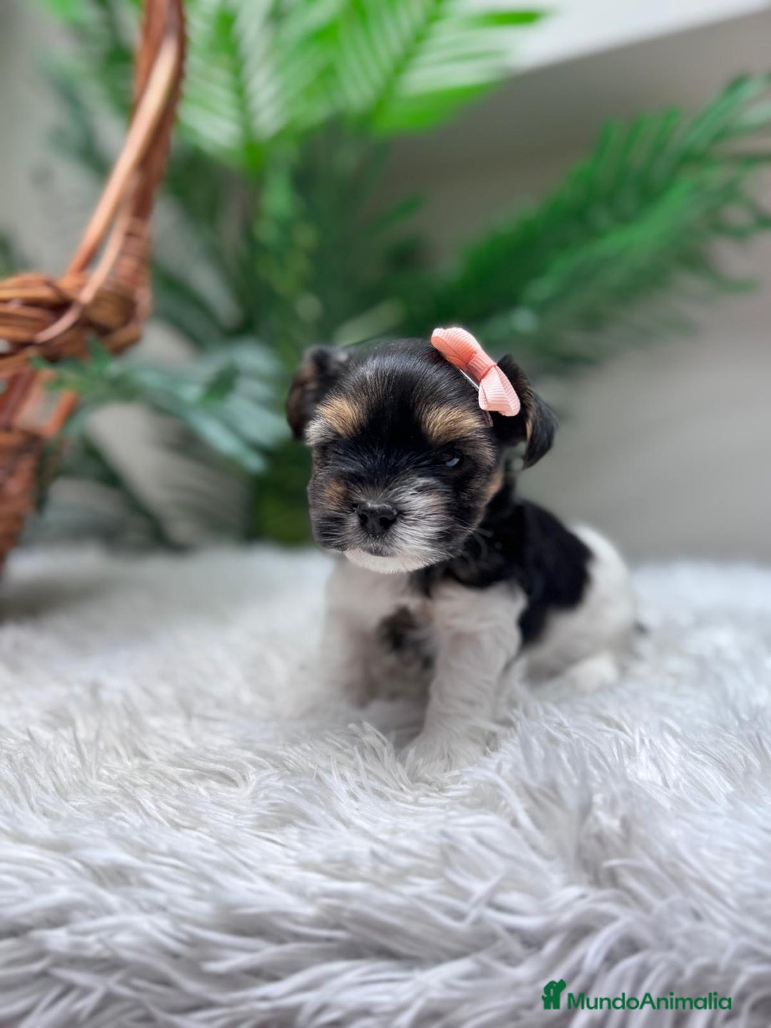 Yorkshire Terrier perros en venta: YORKSHIRE BIEWER HEMBRA - Anuncio 13