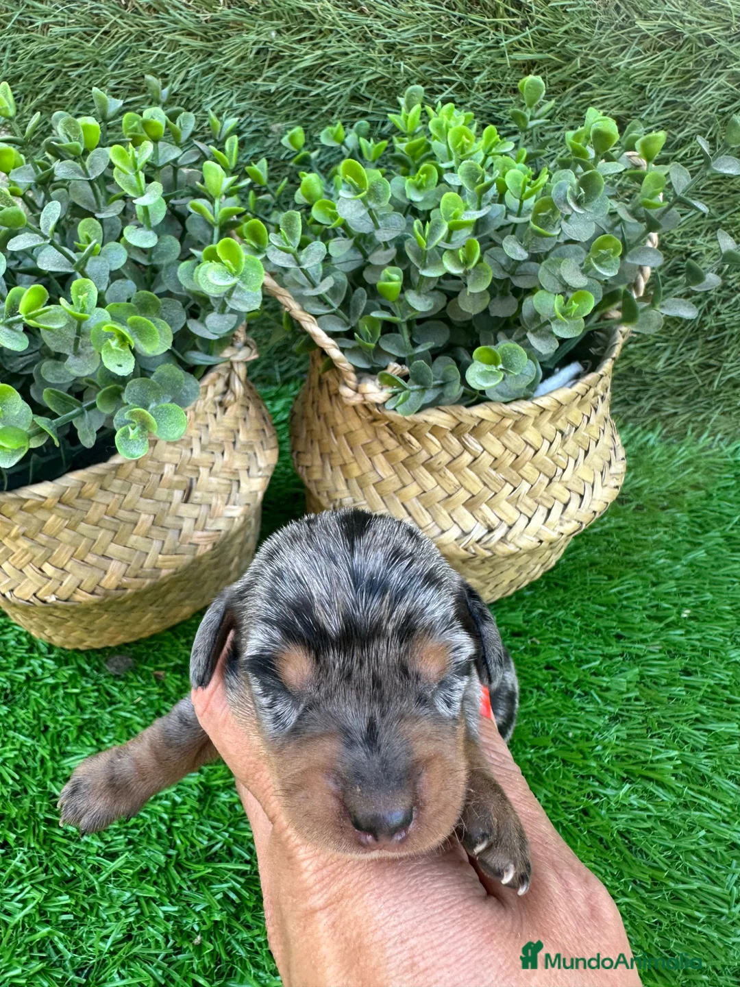Teckel perros en venta: Espectaculares Teckel - Anuncio 2