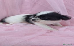Raza Mixta perros en venta: Maltichi Bichón maltes y chihuahua ♂️ - Imagen 1