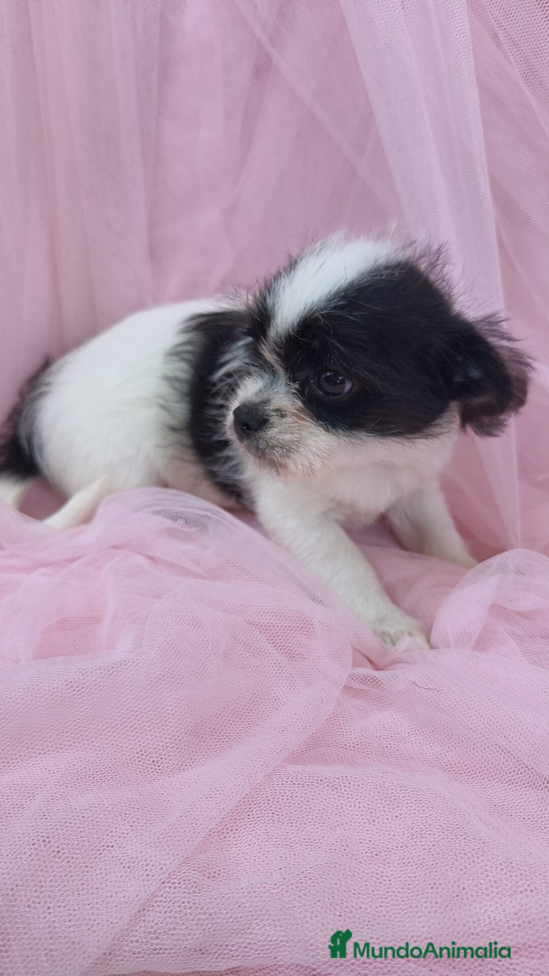 Raza Mixta perros en venta: Maltichi Bichón maltes y chihuahua ♂️ - Imagen 1