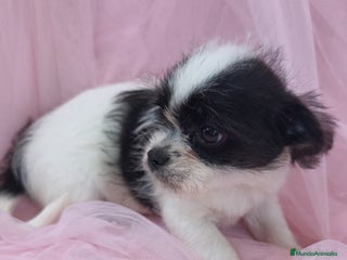 Raza Mixta perros - Anuncio 4