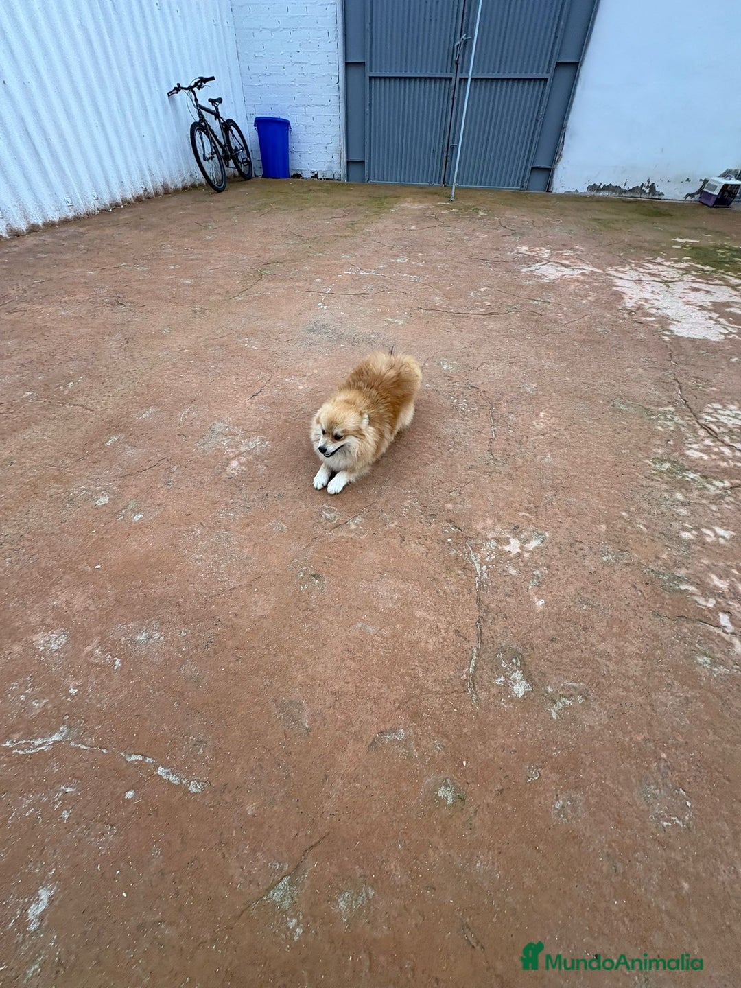 Pomerania perros en venta: Último pomerania  - Anuncio 17