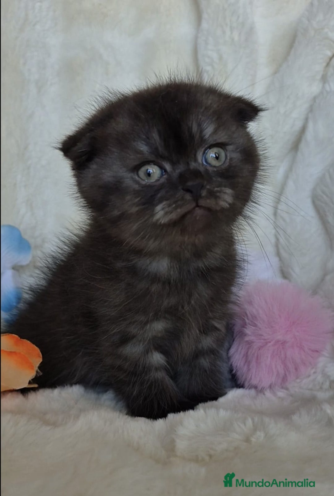 Británico de Pelo Corto gatos en venta: Brithis Blues silver y más gatos disponibles  - Anuncio 4