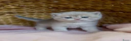 Británico de Pelo Corto gatos en venta: Camada F2 de British Shorthair Golden - Anuncio 6