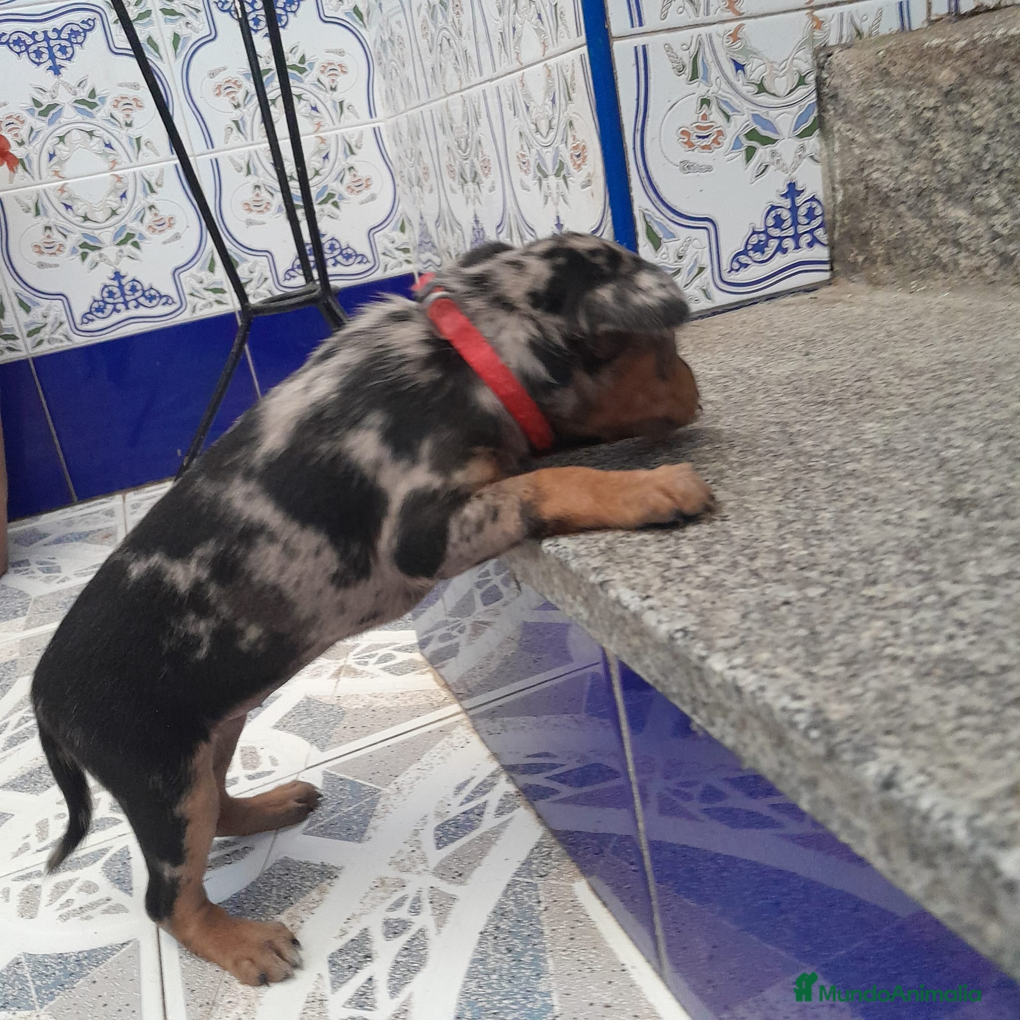 Pinscher Miniatura perros PINCHER MINIATURA - Anuncio 1