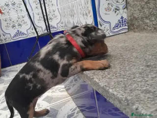 Pinscher Miniatura perros PINCHER MINIATURA - Anuncio 1