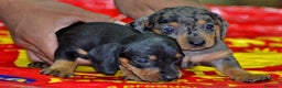 Teckel Miniatura perros en venta: Teckel miniatura ESPAÑA !!  en Ciudad Real - Anuncio 7