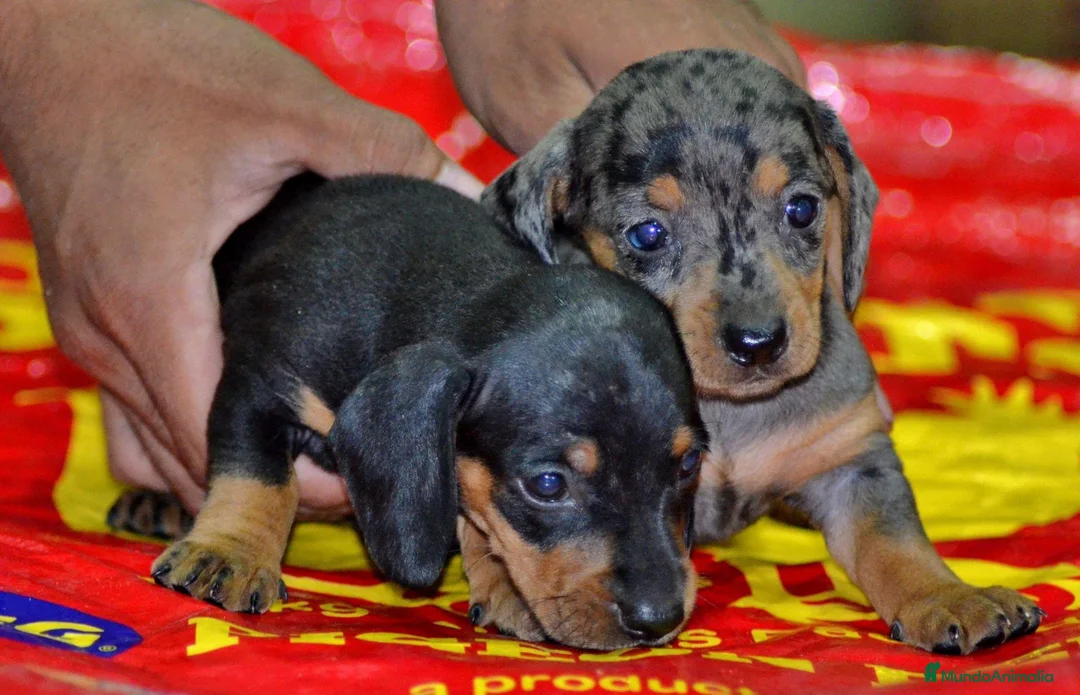 Teckel Miniatura perros en venta: Teckel miniatura ESPAÑA !!  en Ciudad Real - Anuncio 7