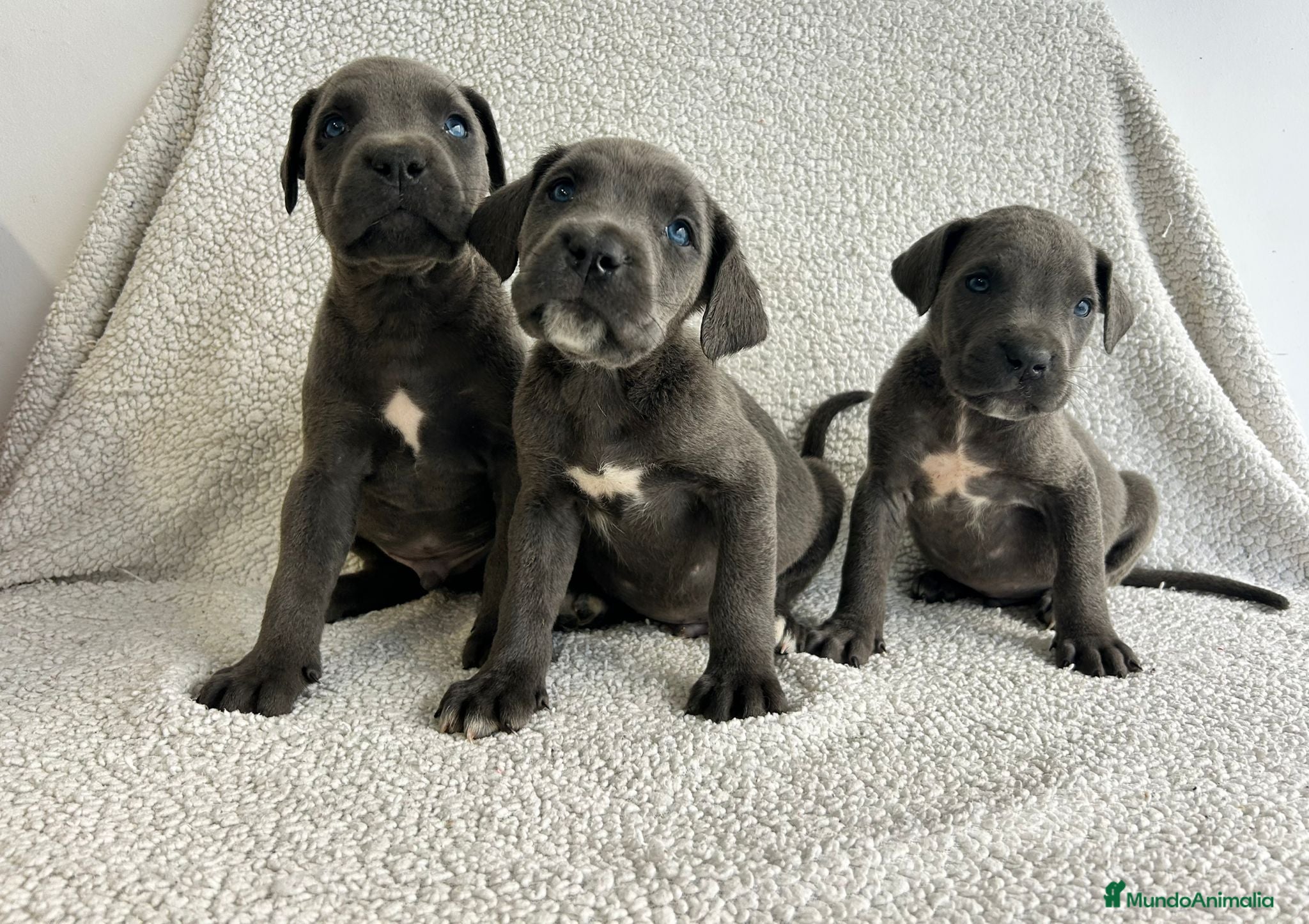 Cane Corso perros Cané corso blue - Anuncio 1