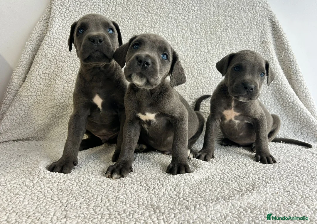 Cane Corso perros en venta: Cané corso blue - Anuncio 1