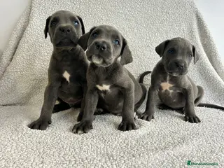 Cane Corso perros Cané corso blue - Anuncio 1
