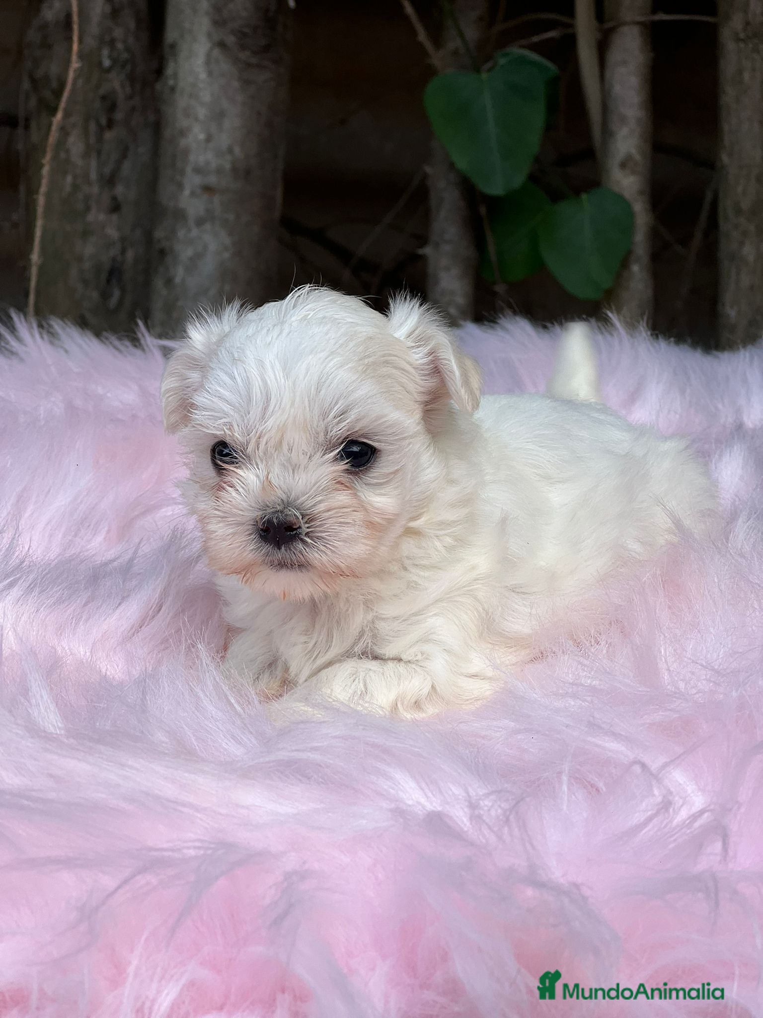 Bichón Maltés perros BICHÓN MALTES AMERICANO TOY - Anuncio 2