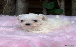 Bichón Maltés perros en venta: BICHÓN MALTES AMERICANO TOY - Imagen 2