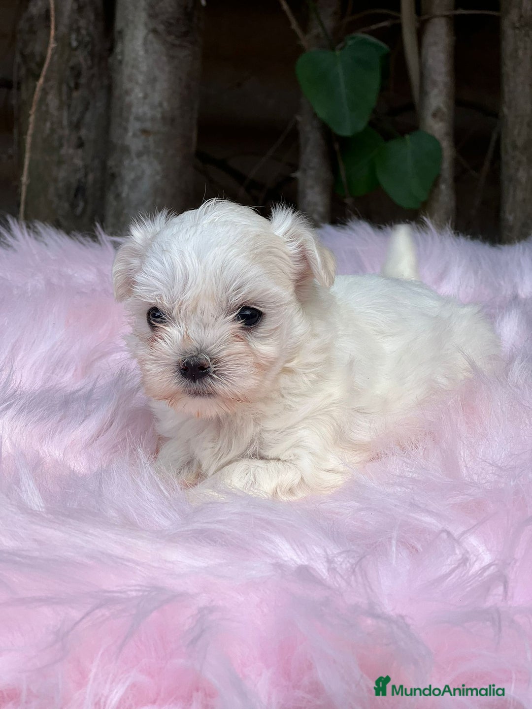 Bichón Maltés perros en venta: BICHÓN MALTES AMERICANO TOY - Imagen 2