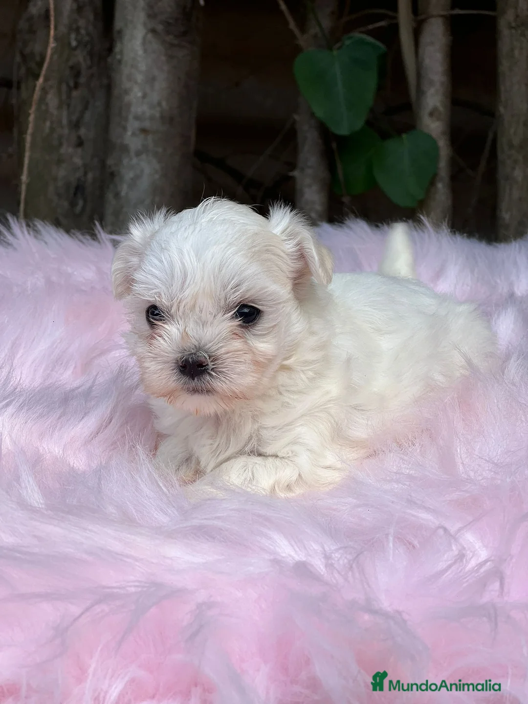 Bichón Maltés perros en venta: BICHÓN MALTES AMERICANO TOY - Anuncio 2