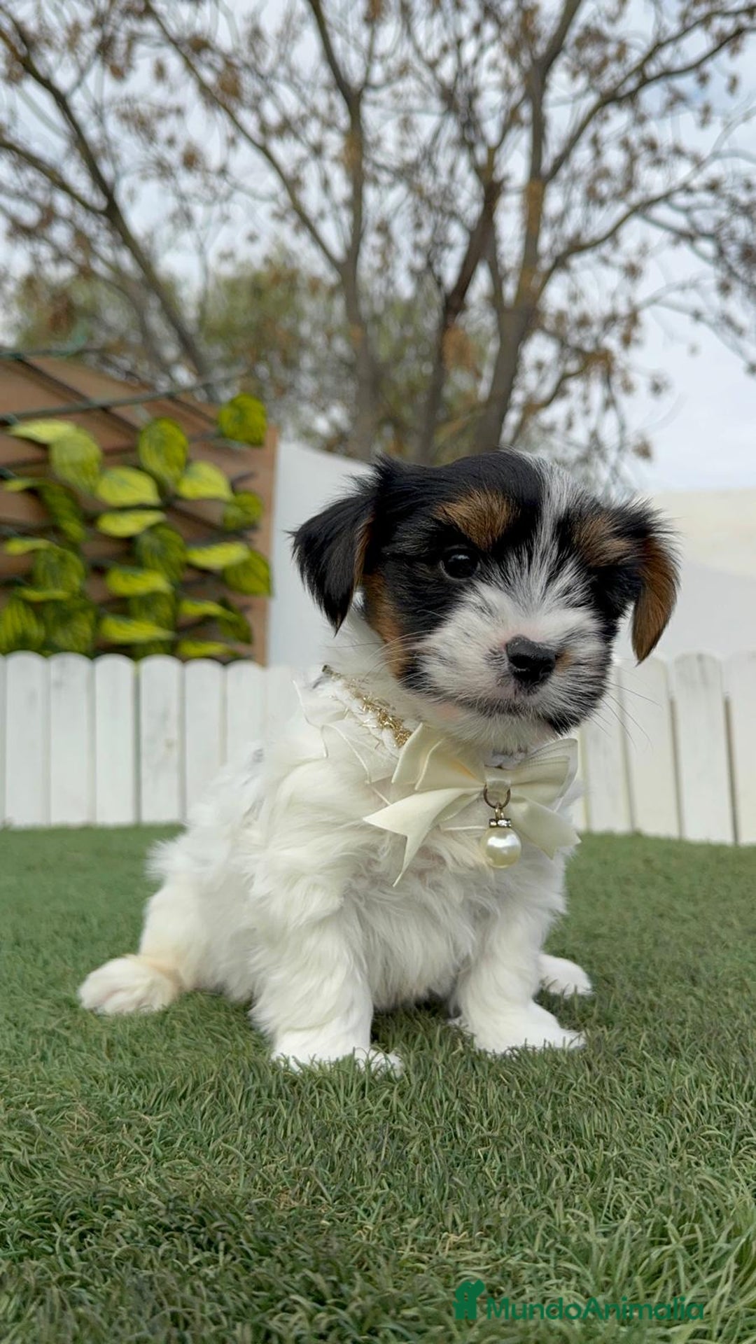 Yorkshire Terrier perros en venta: YORKSHIRE BIEWER MACHO DISPONIBLE - Anuncio 3