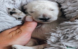Caniche Gigante perros en venta: Cachorros caniche gigante  - Imagen 2