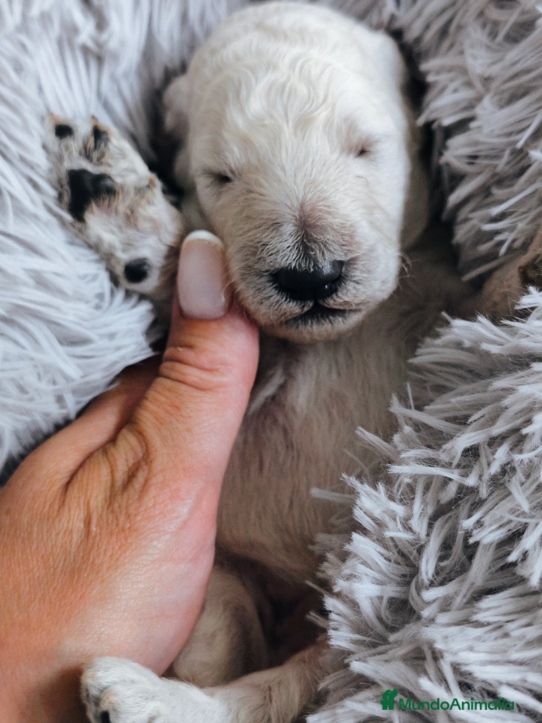 Caniche Gigante perros en venta: Cachorros caniche gigante  - Imagen 2