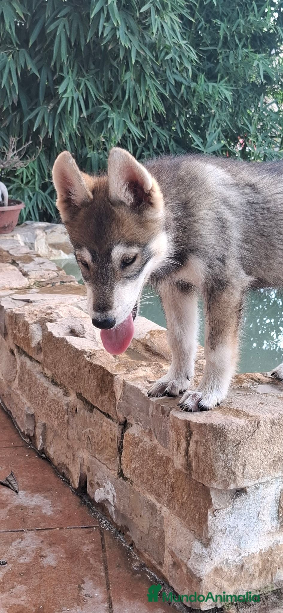 Perro Lobo Checoslovaco perros Preciosa hembra perro lobo - Anuncio 1