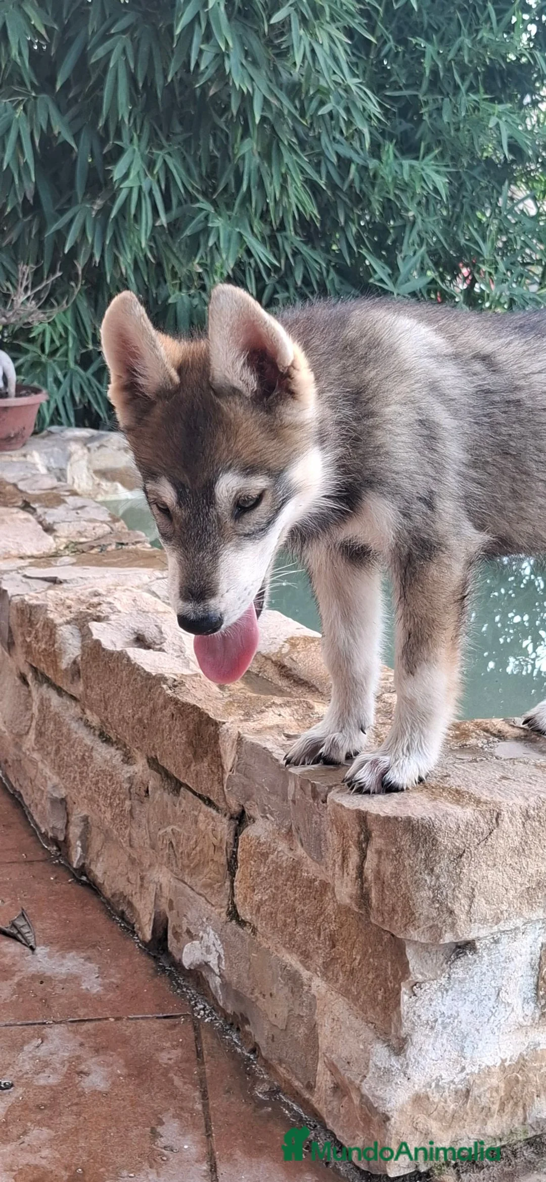 Perro Lobo Checoslovaco perros en venta: Preciosa hembra perro lobo - Anuncio 1