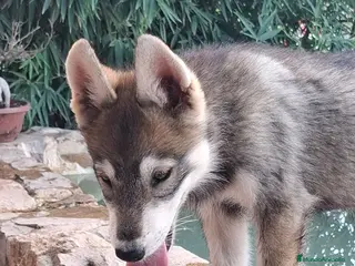Perro Lobo Checoslovaco perros Preciosa hembra perro lobo - Anuncio 1