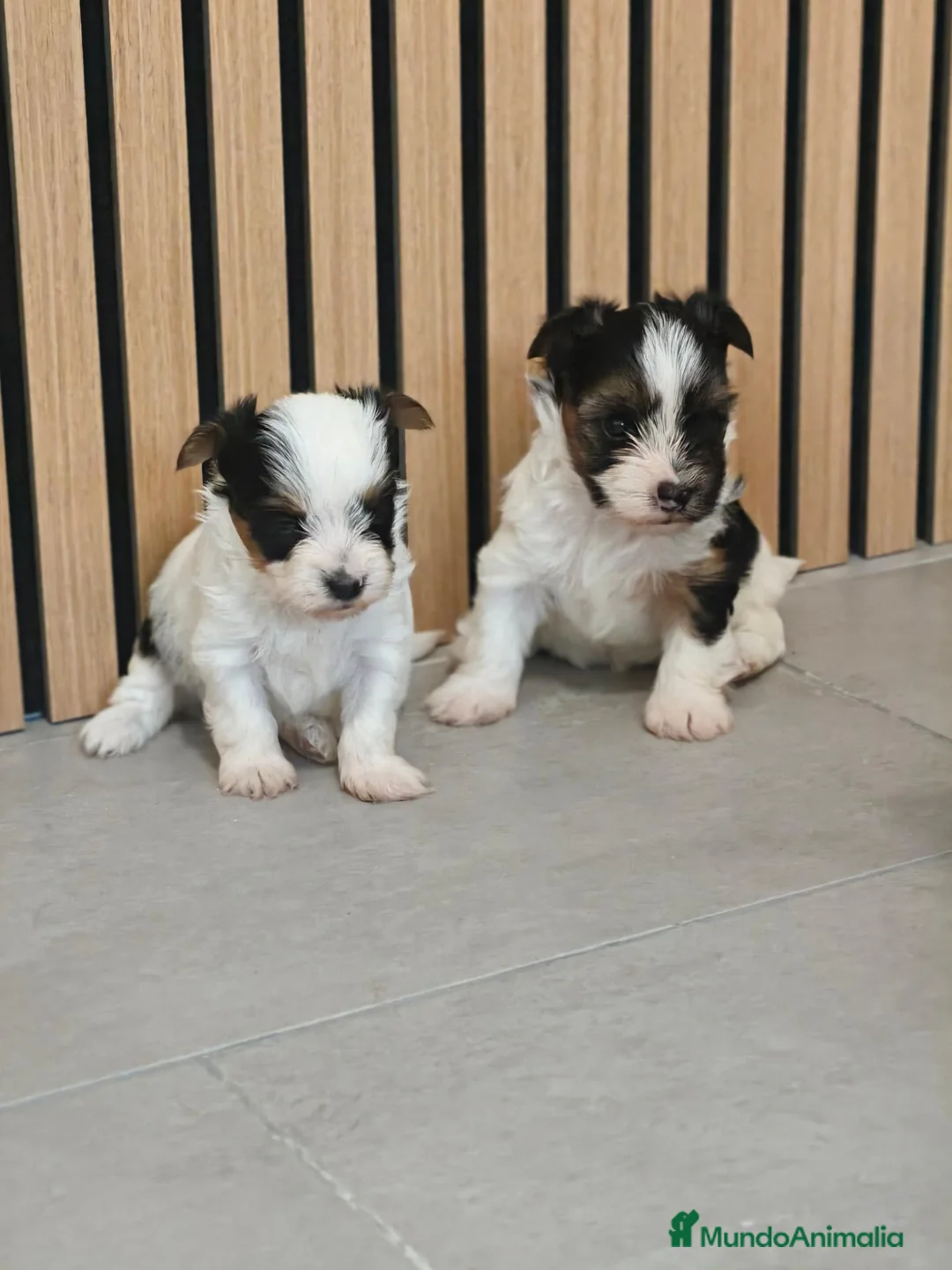 Biewer Yorkshire Terrier a la Pom Pon perros en venta: Yorkshire Biewer Macho y Hembra Toy - Anuncio 2