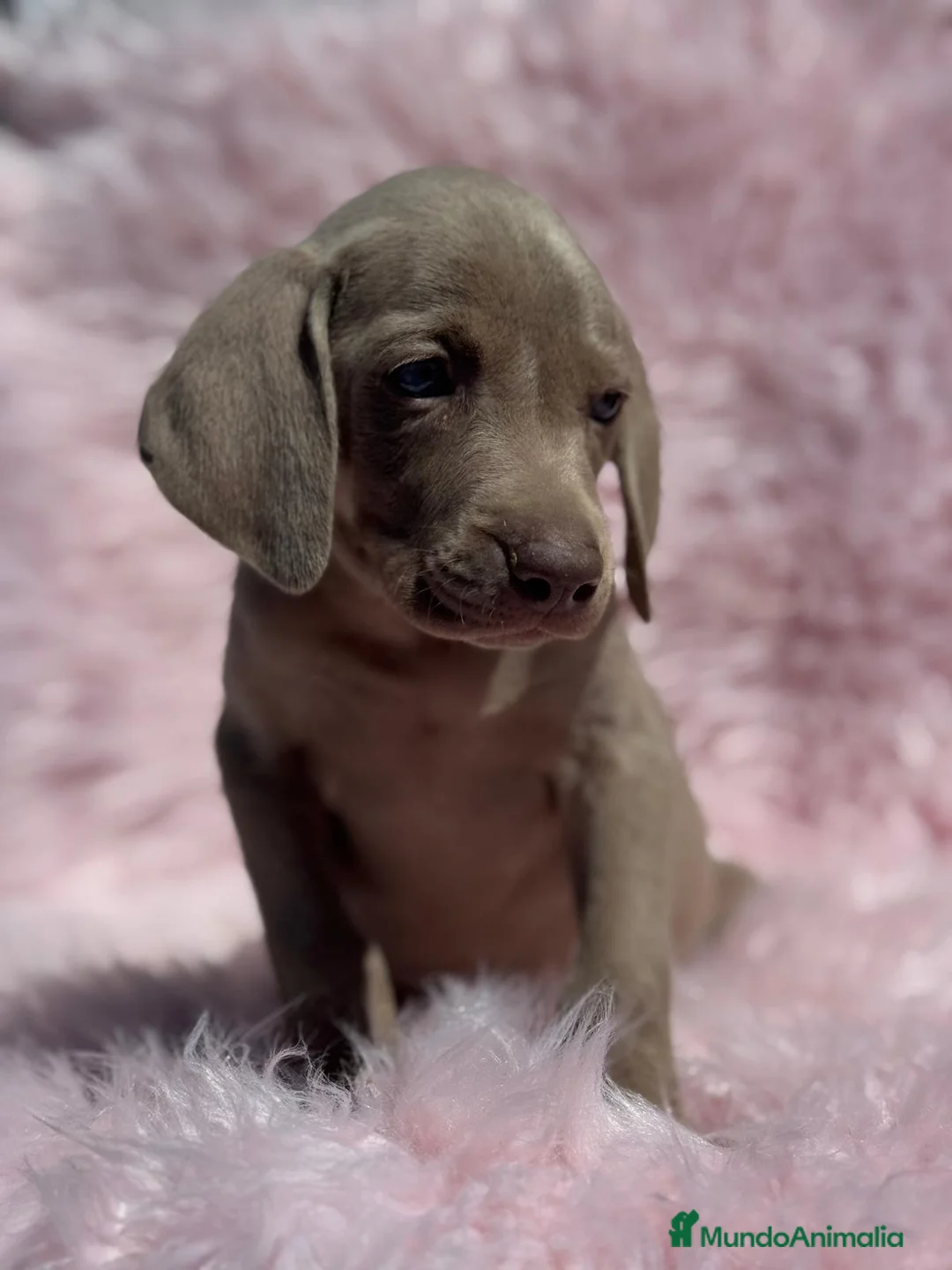Weimaraner perros en venta: PRECIOSA HEMBRA BRACO DE WEIMAR en Barcelona - Anuncio 3
