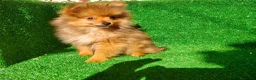 Pomerania perros en venta: Pomerania  - Anuncio 22