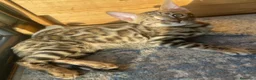 Bengalí gatos en venta: Hembra Bengalí Brown Spotted Tabby - Anuncio 18