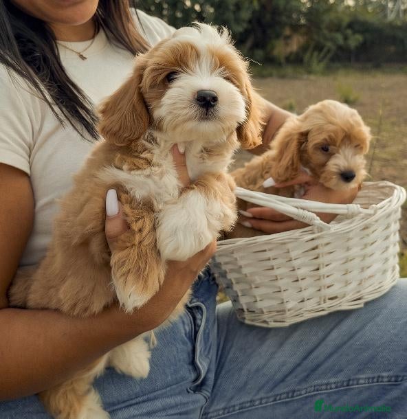 Maltipoo perros DOS MALTIPOO - DISPONIBLES ✅  - Anuncio 1