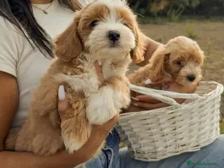 Maltipoo perros DOS MALTIPOO - DISPONIBLES ✅ - Anuncio 1