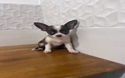 Chihuahua perros en venta: Chihuahuas - Imagen 1