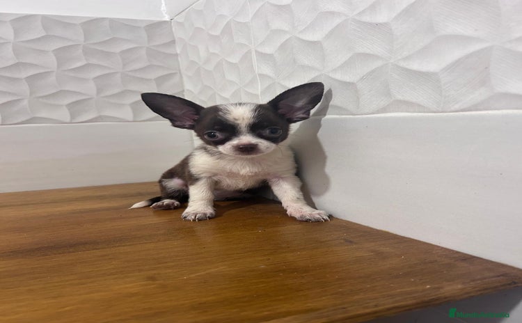 Chihuahua perros - Anuncio 1