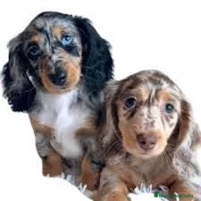 Teckel Miniatura perros Teckel pelo largo - Anuncio 1