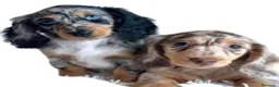 Teckel Miniatura perros en venta: Teckel pelo largo en Madrid - Anuncio 1