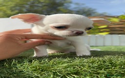 Chihuahua perros en venta: CHIHUAHUA MACHO - Imagen 17