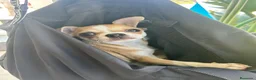 Chihuahua perros en venta: Chihuahua bicolor hembra  - Anuncio 4