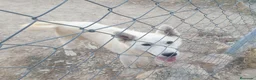 Husky Siberiano perros en venta: Husky siberiano con reconocimiento de raza pedigre - Anuncio 4