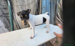 Ratonero Bodeguero Andaluz perros en venta: Bodeguero andaluz  - Imagen 1