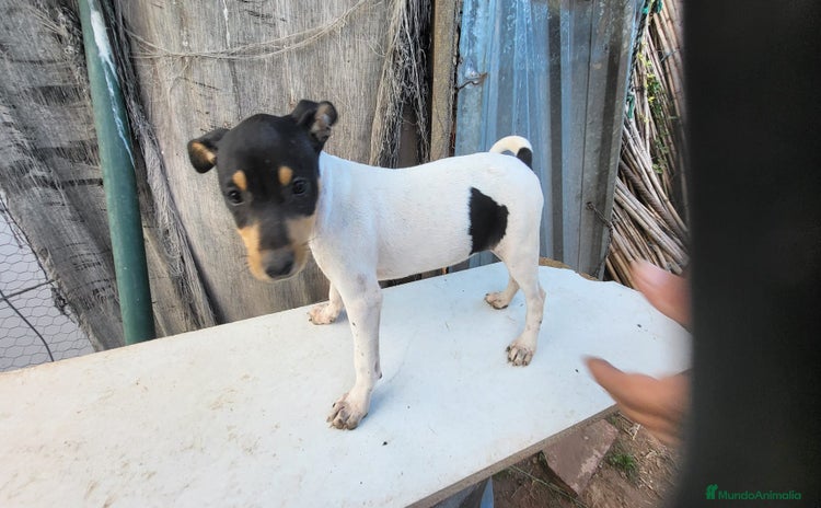 Ratonero Bodeguero Andaluz perros - Anuncio 1