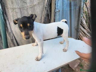 Ratonero Bodeguero Andaluz perros - Anuncio 1