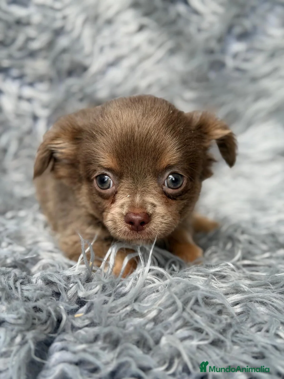 Chihuahua perros en venta: Preciosos chihuahuas pelo largo💙🐾 - Anuncio 2